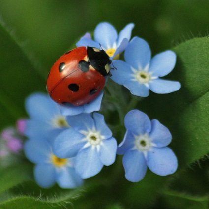 Ladybugs are symbolic of the Blessed Virgin Mary.