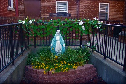 Moonflowers in the mini-Marian Grotto in back of Saint Wenceslaus Church in Saint Louis, Missouri.